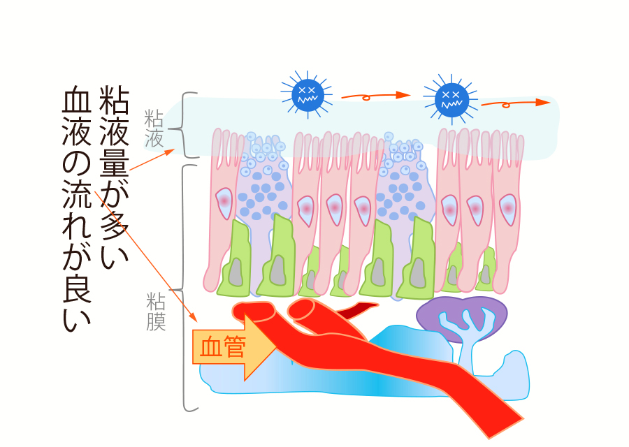 良い血流で粘液の分泌量が増えウイルスの侵入を防御