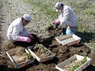 トウキの苗掘り起こし